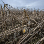 An image showing Corn field affected by bad weather.PHOTO/GETTY IMAGES/CREDITS.