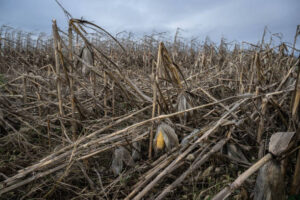 An image showing Corn field affected by bad weather.PHOTO/GETTY IMAGES/CREDITS.