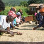 In addition to the destruction of the coffee crops, a vital solar drying plant used by the factory to process coffee beans was also vandalized by unknown individuals.