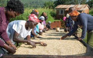 In addition to the destruction of the coffee crops, a vital solar drying plant used by the factory to process coffee beans was also vandalized by unknown individuals.