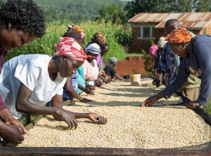 In addition to the destruction of the coffee crops, a vital solar drying plant used by the factory to process coffee beans was also vandalized by unknown individuals.