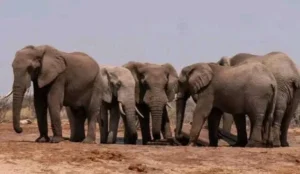 Ganze residents have hailed the planned electric fence to end years of elephant invasions. (Photo: Courtesy)